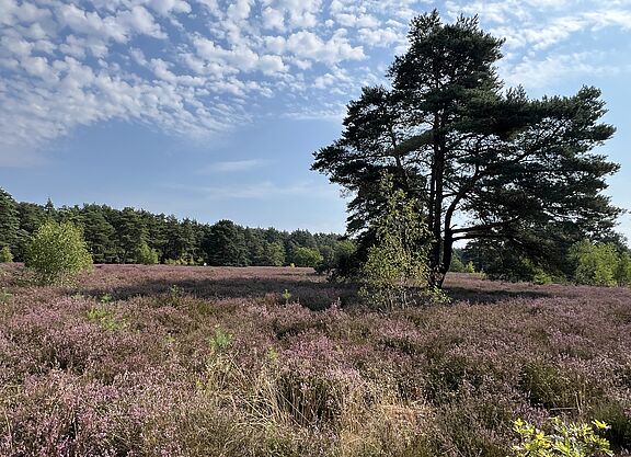 In der Helstorfer Heide_2