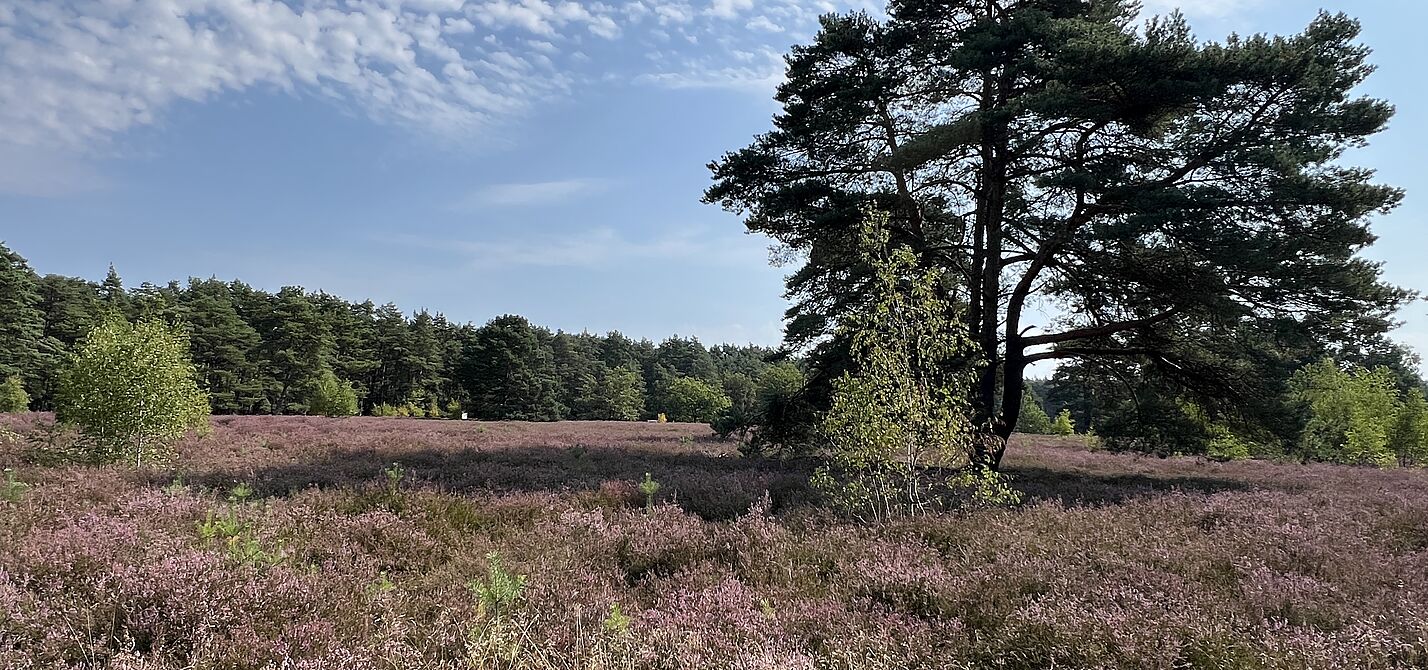 In der Helstorfer Heide_2 In der Helstorfer Heide_2