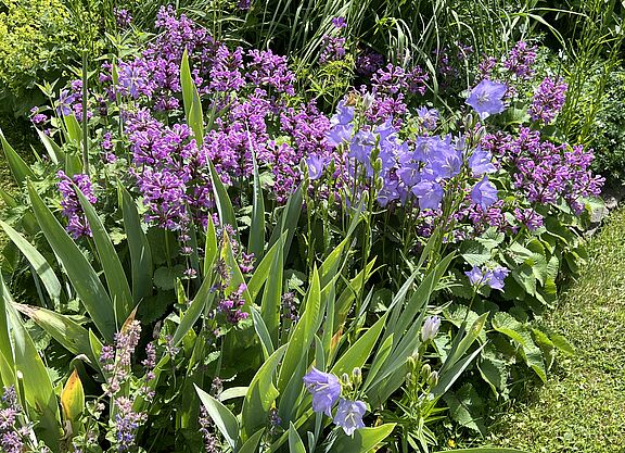 Im Garten Pristin (4)
