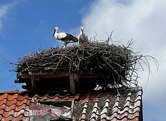 Jungstörche auf dem Horst in Suttorf