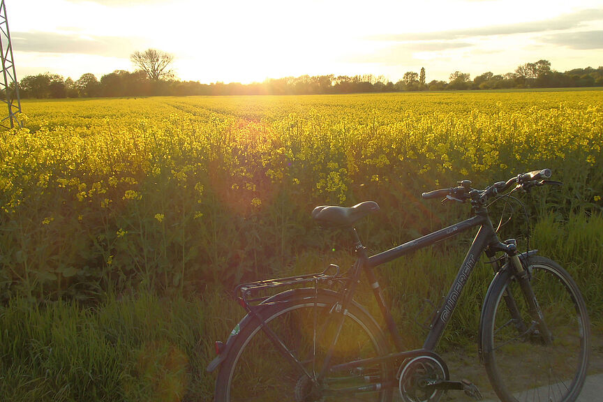 Ein Rapsfeld in der Abendstimmung Ein Rapsfeld in der Abendstimmung